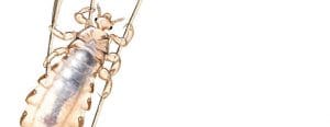 Close view of a head louse